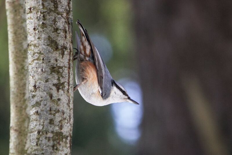 поползень, обыкновенный поползень, ямщик, sitta europaea Ямщик (Sitta europaea)photo preview