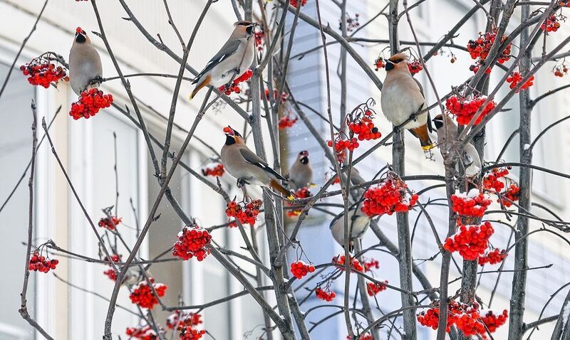 Свиристели прилетелиphoto preview