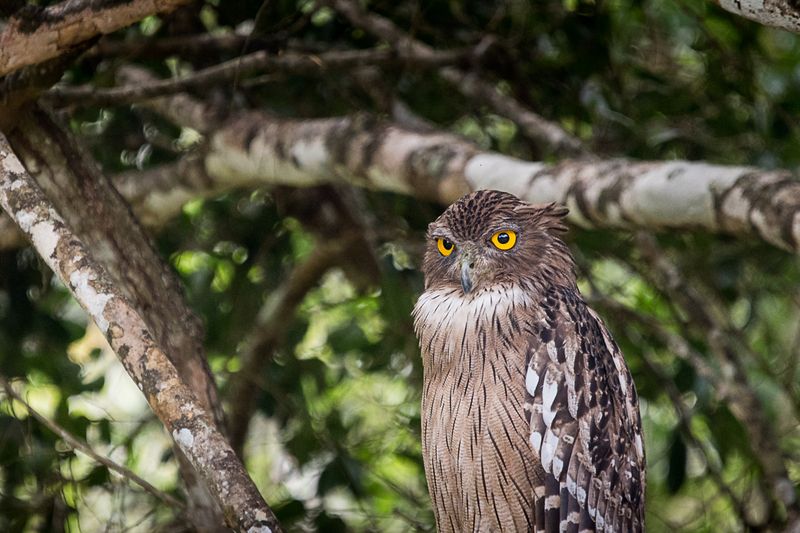 филин, рыбный филин, сова, птица рыбный филинphoto preview