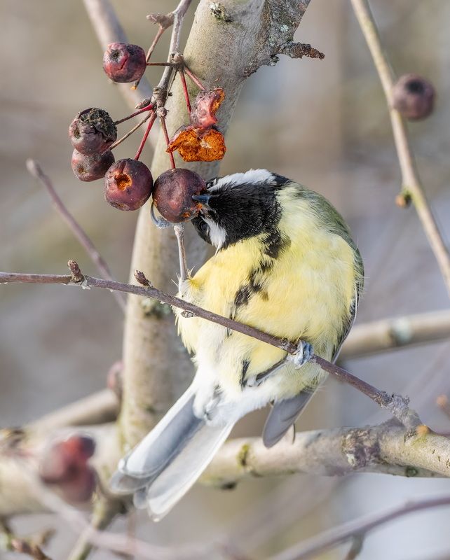 Кусьphoto preview