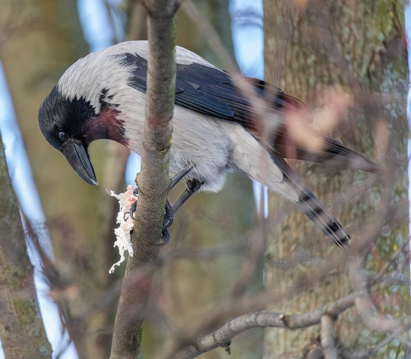 Трофейphoto preview