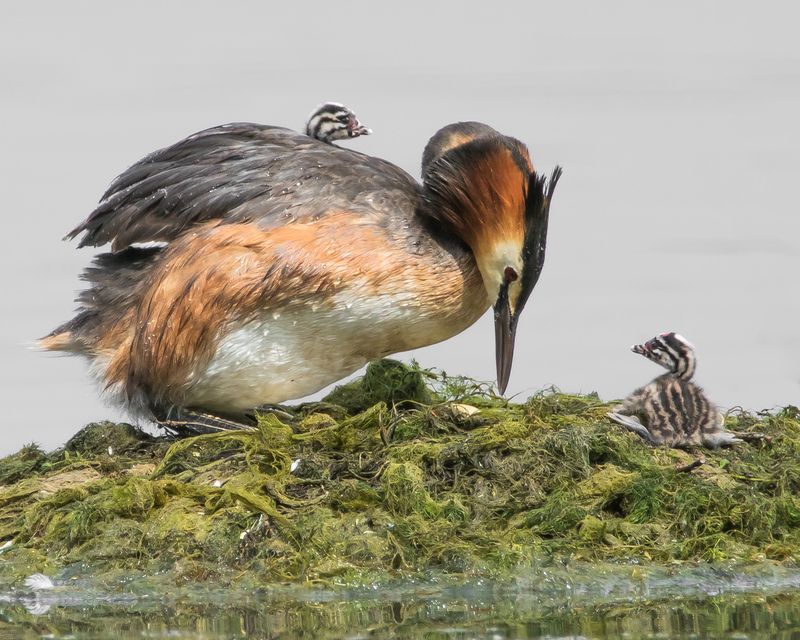 чомга Чомга с птенцамиphoto preview