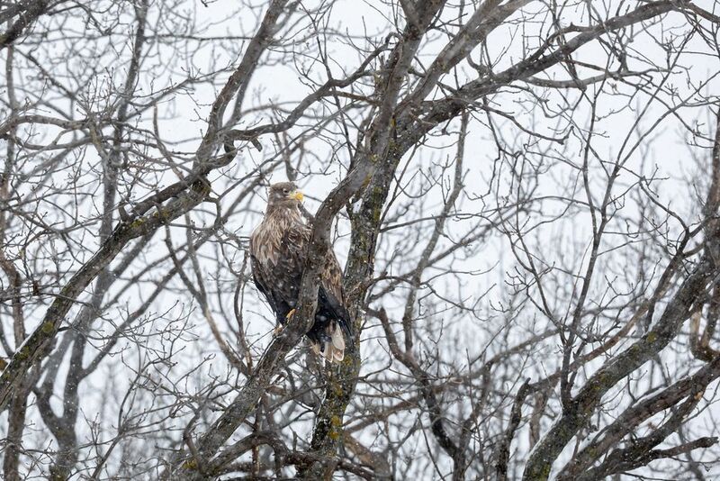 Орлан-белохвостphoto preview