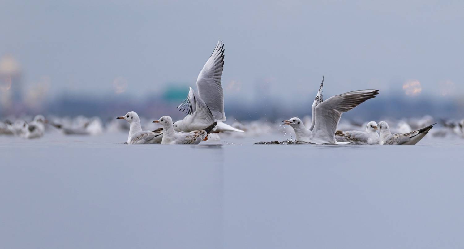 озерная чайка, чайка, птицы, Ruslan Pl