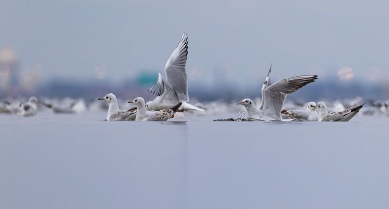 озерная чайка, чайка, птицы Озерные чайки готовятся к миграцииphoto preview