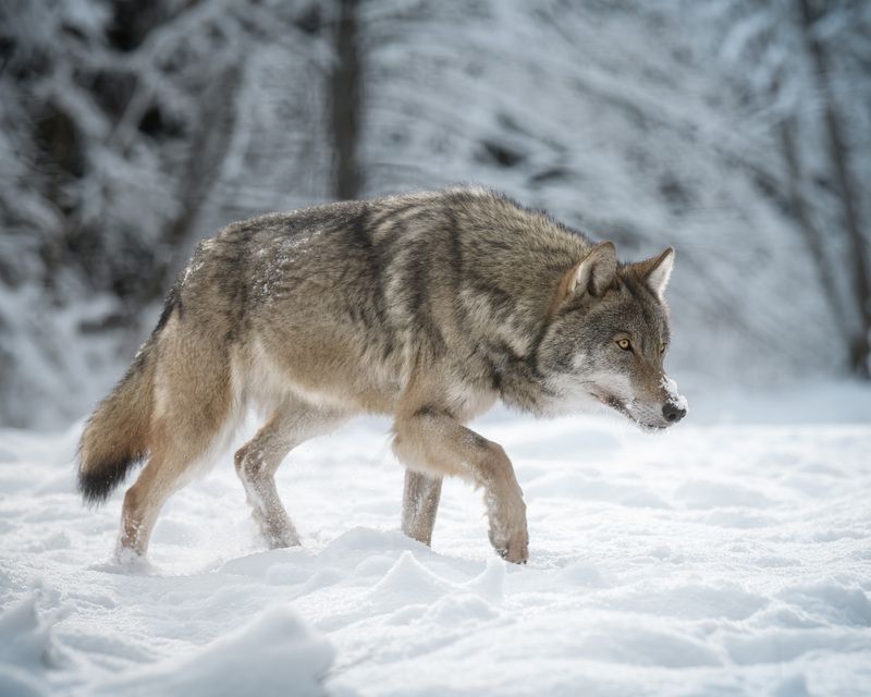 животные, волк, зима, солнце, лес, фотоохота, взгляд, wildlife, animals, nature, wolf Волк в поисках следаphoto preview