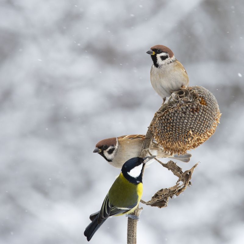 природа ***photo preview