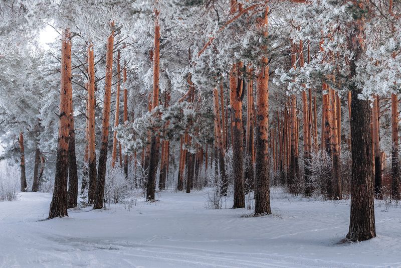 Заиндевевший лесphoto preview