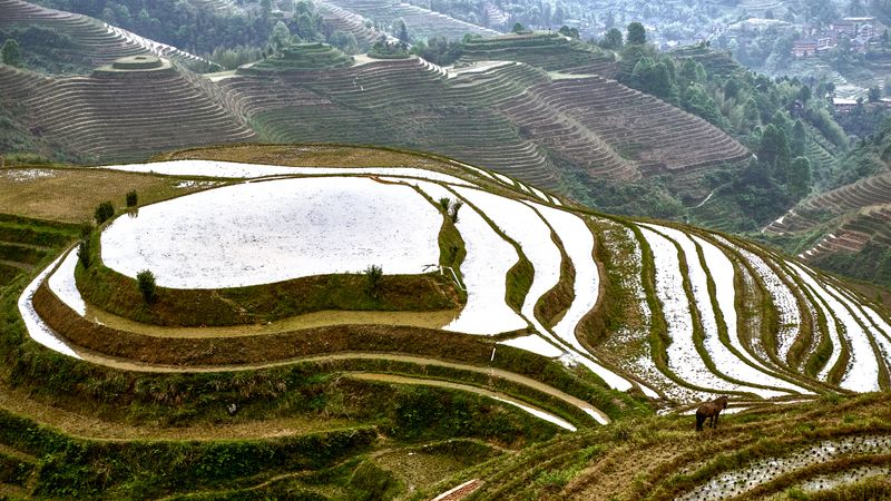 Рисовые террасы Лунцзиphoto preview