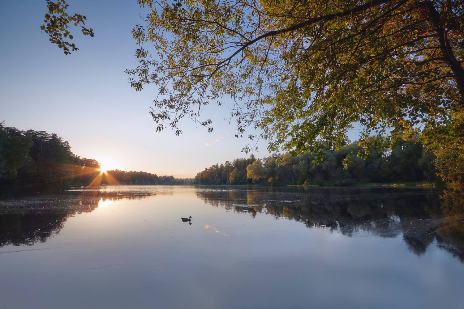 озеро, отражения, лес, небо, утка, Валерий Вождаев