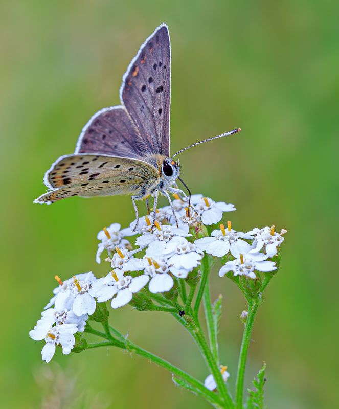 насекомые, бабочка, голубянка, червонец, бурый, лето, июль Однажды в июле...photo preview