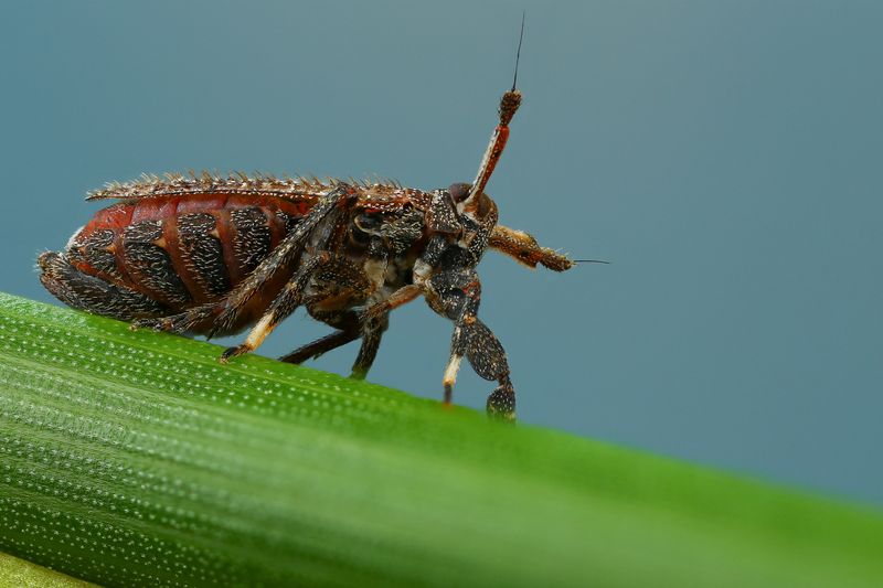 макро, природа, животное, растение, цвет, фото, зеленый, жук, трава Луноходphoto preview