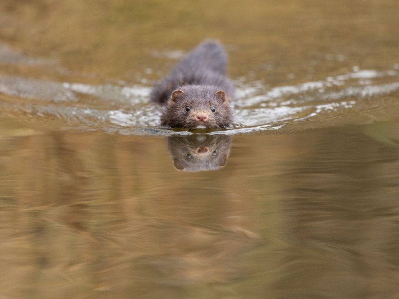 норка, вода, Двое на водной гладиphoto preview