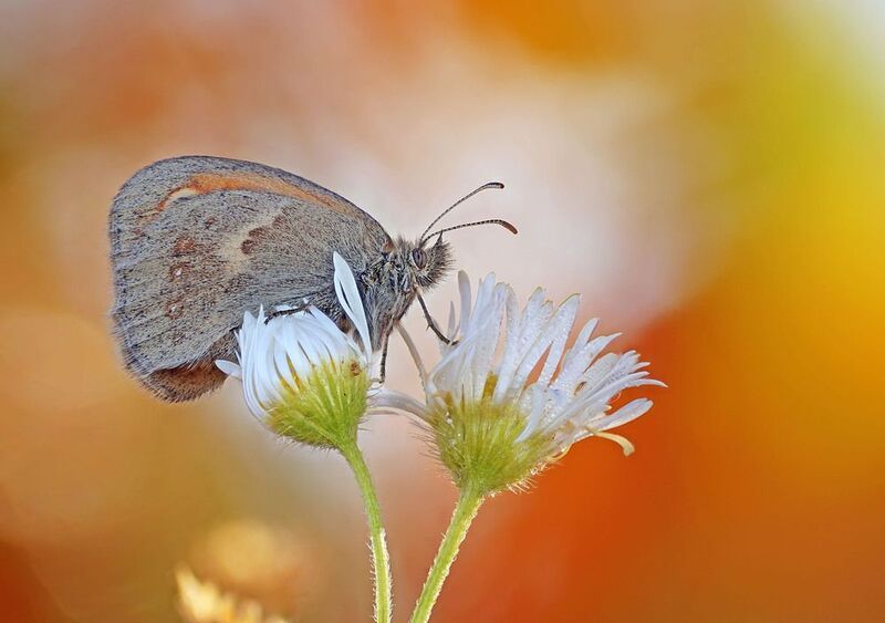 Бабочка Сенницаphoto preview