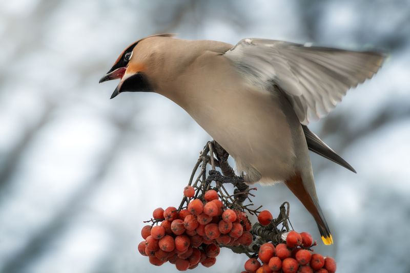 wildlife, birdwatching, nature, bird photography, птица, фотоохота, природа, свиристель Свиристельphoto preview