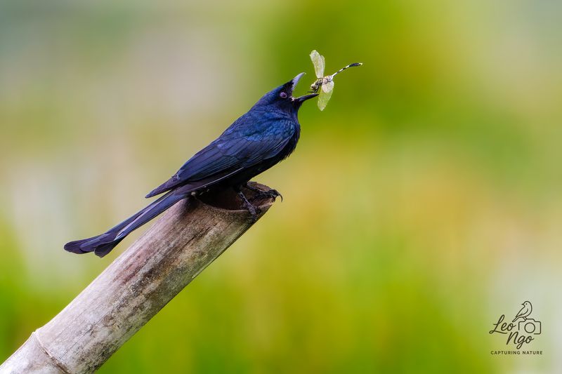 Black Drongo had its lunch.photo preview