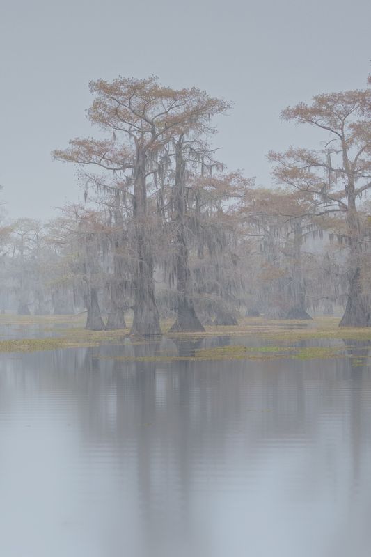 Foggy, trees, swamp,  Foggy swampphoto preview