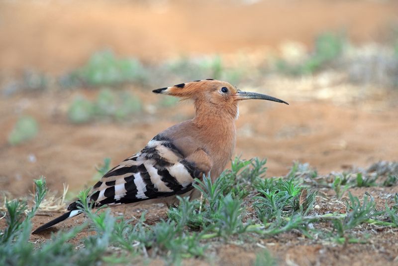 *Удодphoto preview