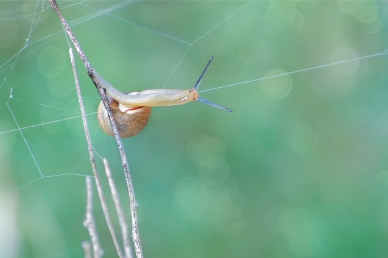 *Весенняя трансляция...photo preview