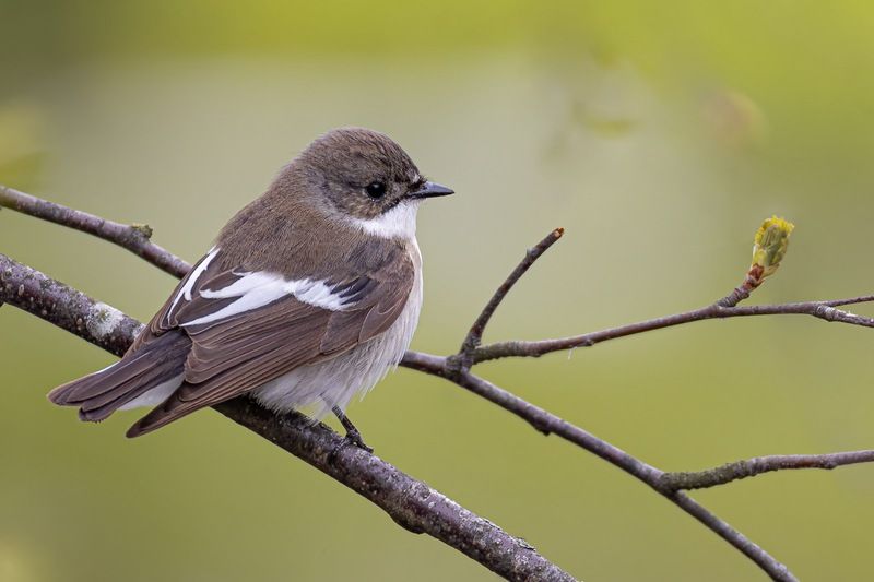 Мухоловка-пеструшка, Мухоловка, пеструшка, птицы Мухоловка-пеструшкаphoto preview