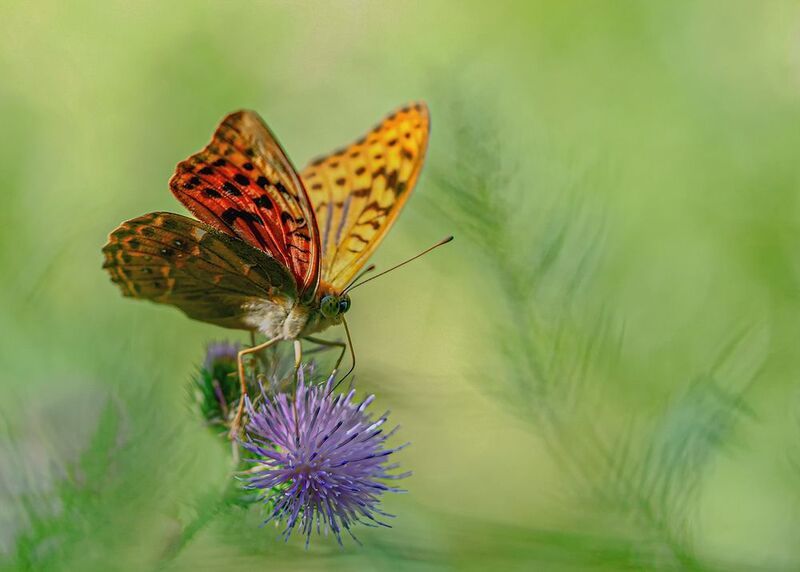 макро, бабочки, перламутровка, пандора photo preview