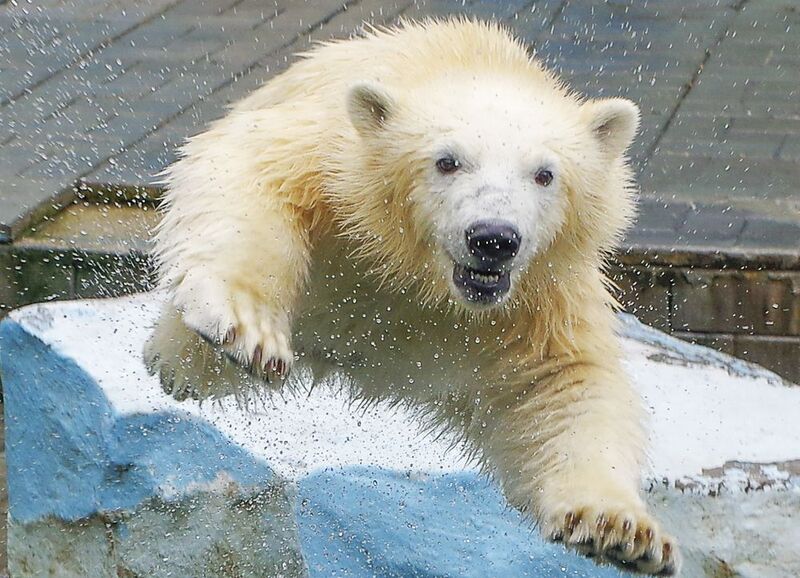 Белые медведи летают! фото превью