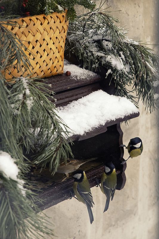 природа, птицы, зима, кормушка, новый год Новогодняя кормушкаphoto preview