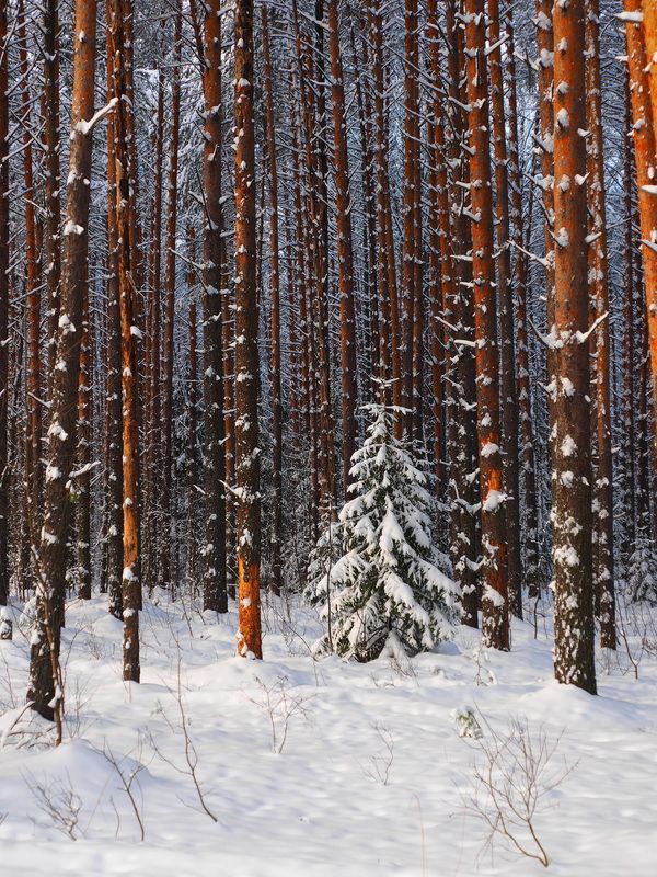 зима лес В лесу родилась Ёлочка....photo preview