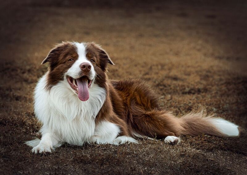 Собака, язык, каштанка. От улыбки станет всем теплей...photo preview