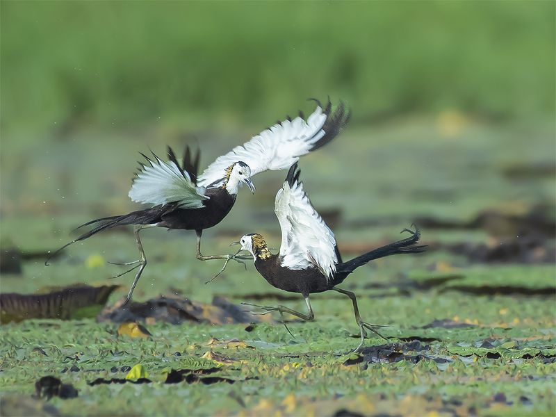 Baby Feeding 7399photo preview