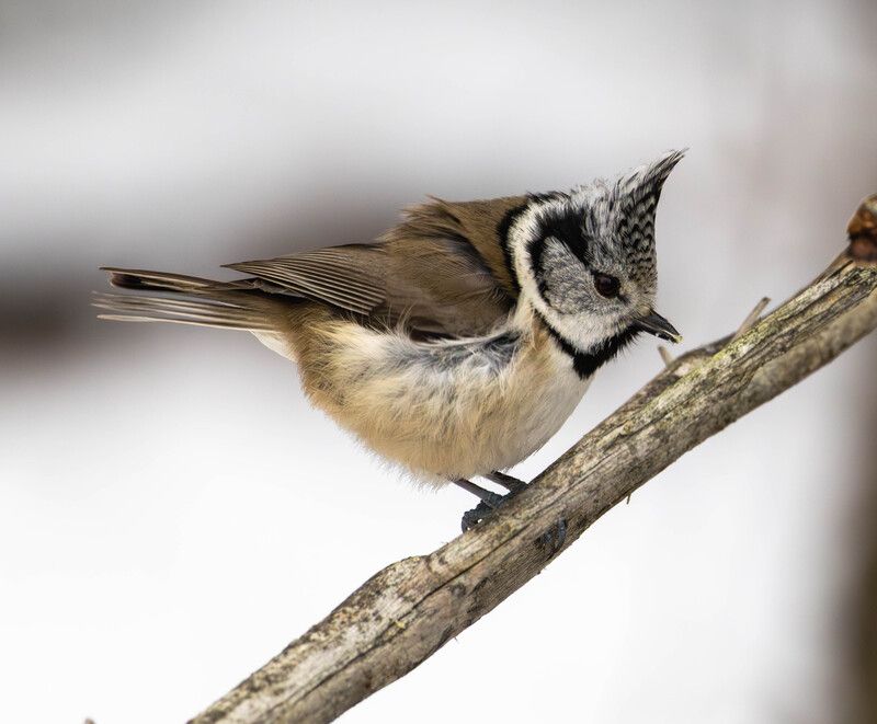 Гренадёркаphoto preview