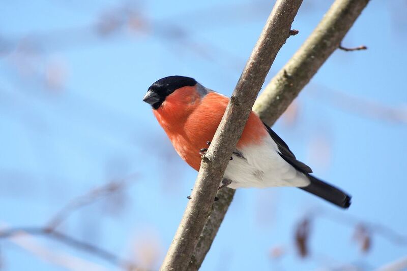 снегирь, обыкновенный снегирь, pyrrhula pyrrhula Обыкновенный снегирь (Pyrrhula pyrrhula)photo preview