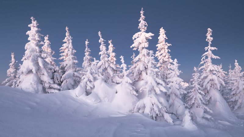 таганай, елки, снег, зима Про елочкиphoto preview