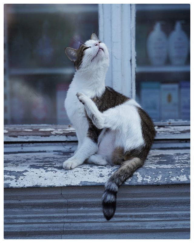 Гатчинские котикиphoto preview