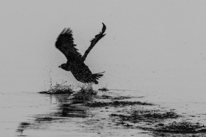 бакланы,махачкала озеро ак-гёл, Шухер..photo preview