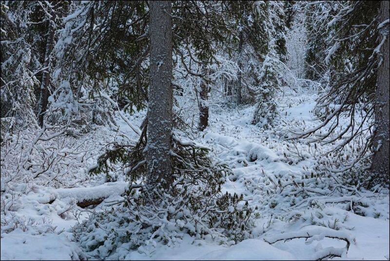 Ноябрь в лесах Кольскогоphoto preview