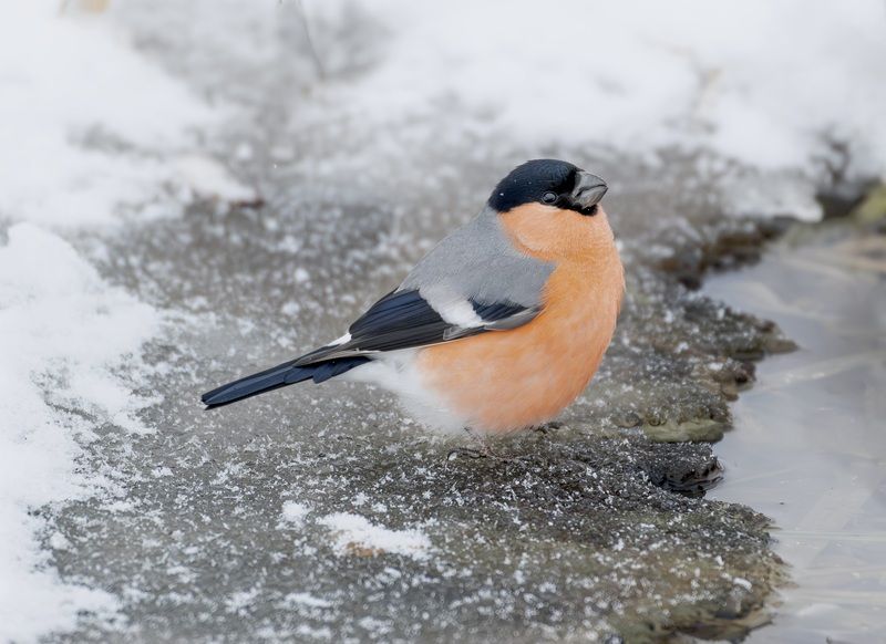 Cнегирьphoto preview