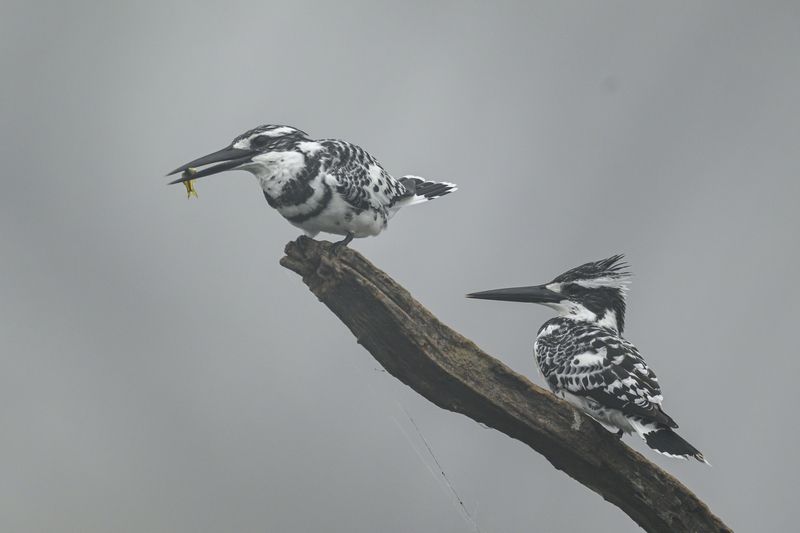 Cам сожрет или поделится?photo preview