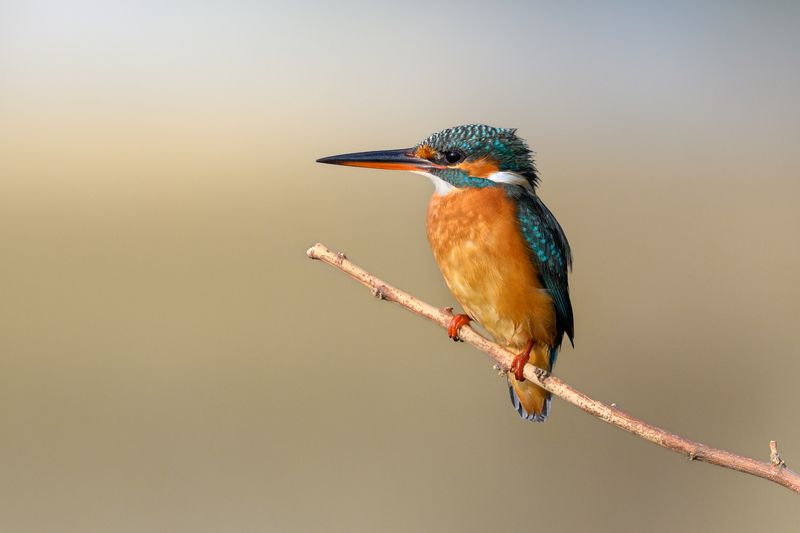 птица, фотоохота, зимородок, природа, фауна Зимородокphoto preview