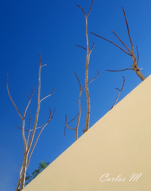 Nature, Abstraction,  Nature in Winterphoto preview