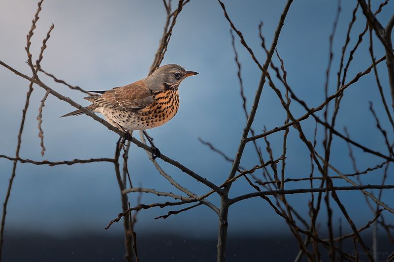 птица, дрозд photo preview