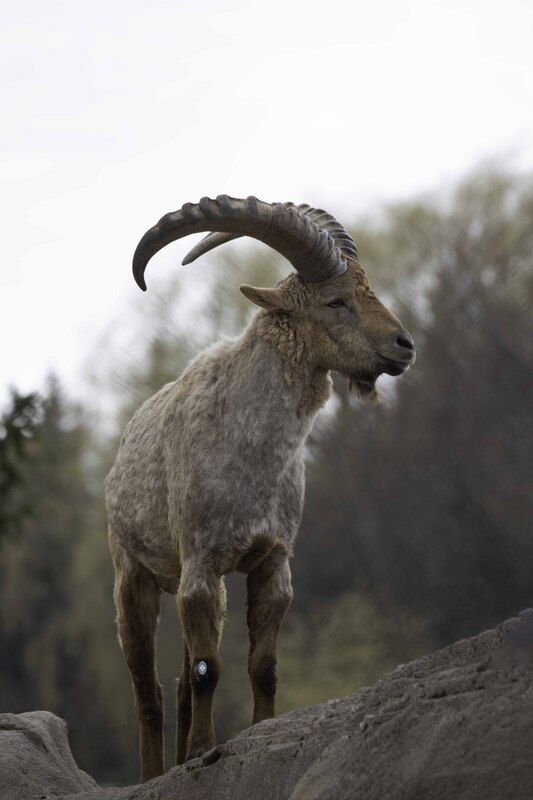 West Caucasian turphoto preview