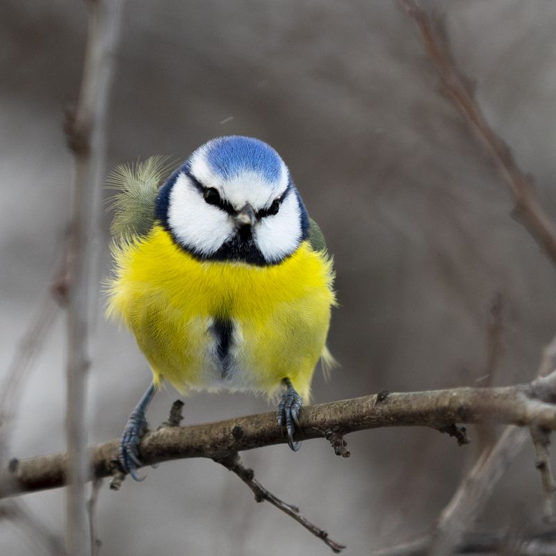 природа Лазоревкаphoto preview