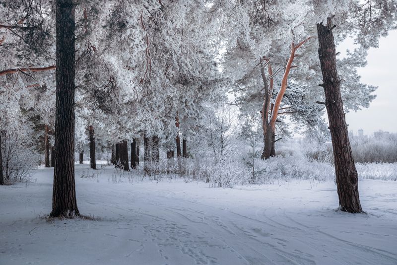 дорога через лесphoto preview