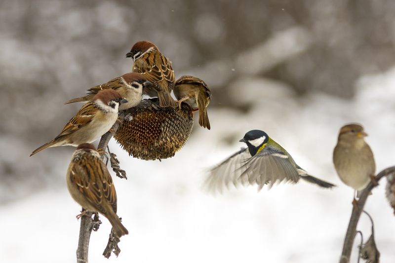 природа Сложное пропитание зимойphoto preview