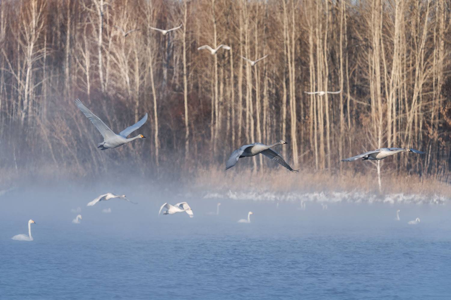 Лебединая зимняя гавань … Swan winter harbor .... Автор: Важенин Евгений , Важенин Евгений