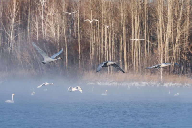 Лебединая зимняя гавань … Swan winter harbor ...photo preview
