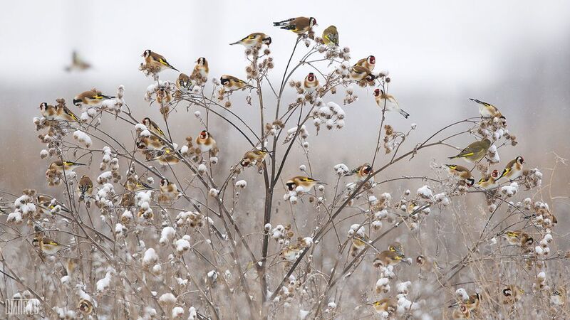 Щеглы.photo preview