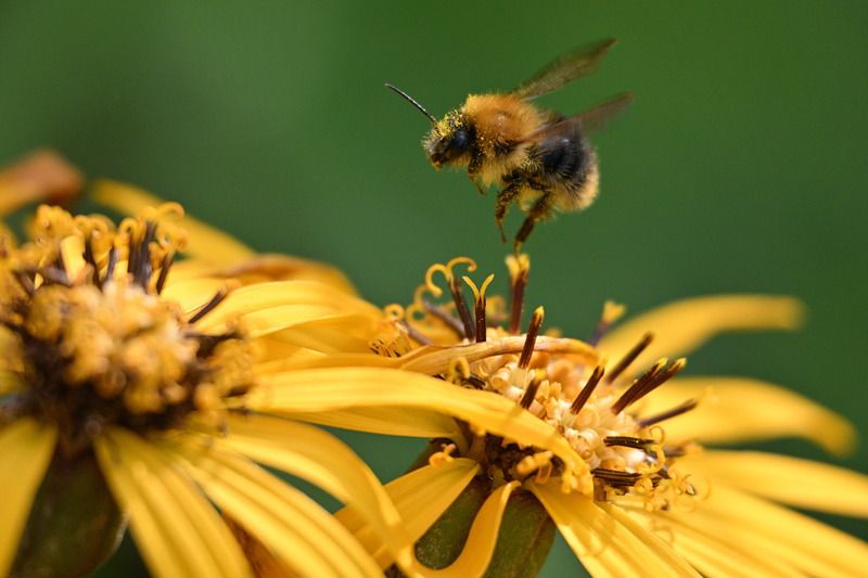шмель летящий полёт желтый цветок Посадка шмеляphoto preview