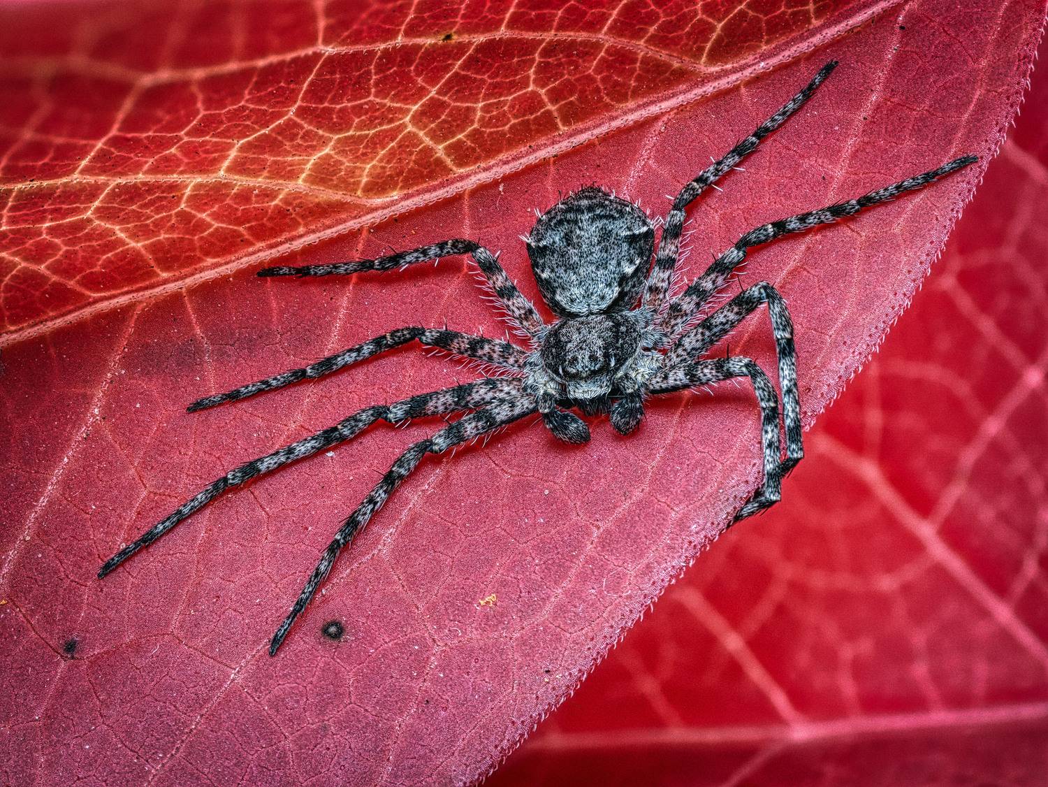 , Олег Савицкий